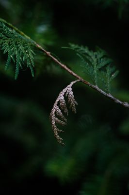 Leaves, Grasses, Ferns, and other Natural Odds & Ends