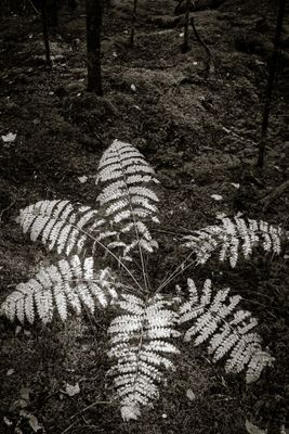 Leaves, Grasses, Ferns, and other Natural Odds & Ends