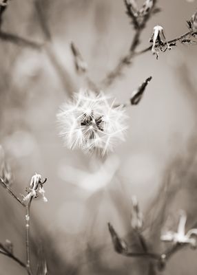 Leaves, Grasses, Ferns, and other Natural Odds & Ends