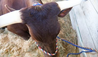 Longhorn Head