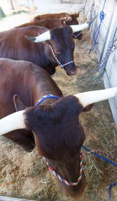Longhorn Line
