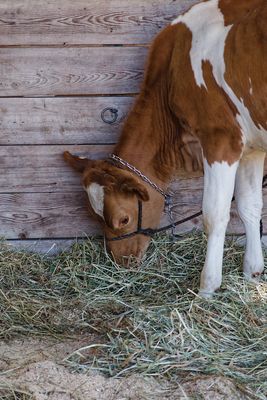 Calf Eating