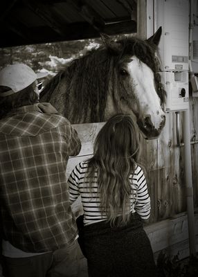 Horse with Visitors