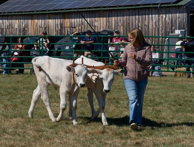 Baby Oxen 3