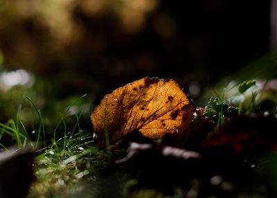 The Gallery of Fallen Leaves