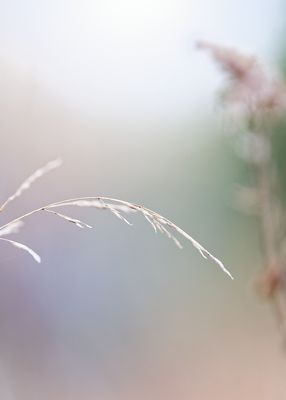 Leaves, Grasses, Ferns, and other Natural Odds & Ends