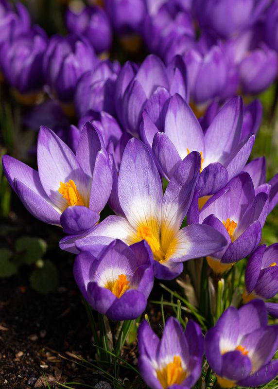 Tricolore Crocus