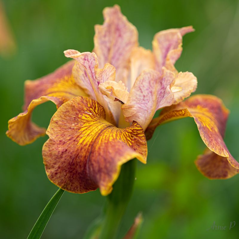 Iris Paprikash