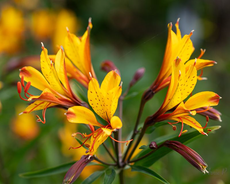 Alstroemeria Sweet Laura
