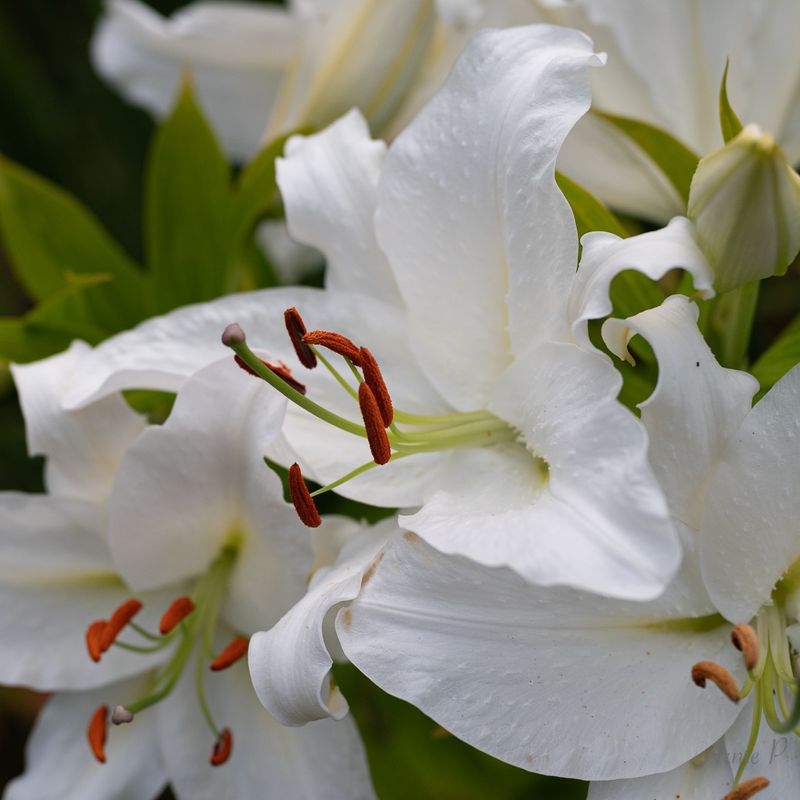 Casa Blanca Lilies