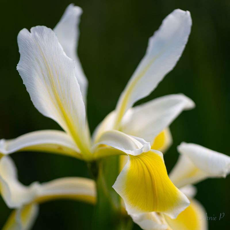 White Iris