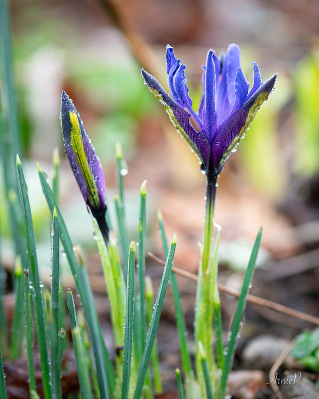 Iris Reticulata