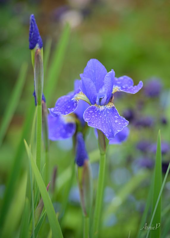 Silver Frost Iris