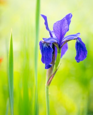 Iris Siberica, Cesar's Brother