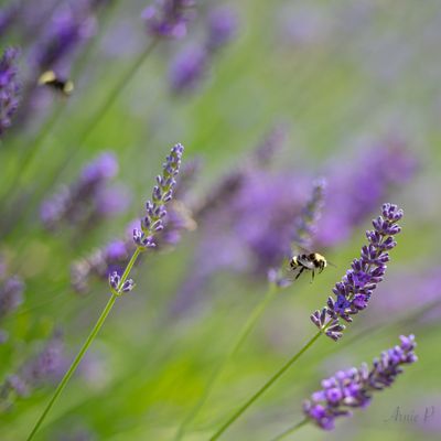 Lavender & Bumble Bees 