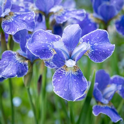 Silver Frost Iris