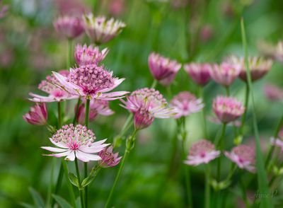 Astrantia