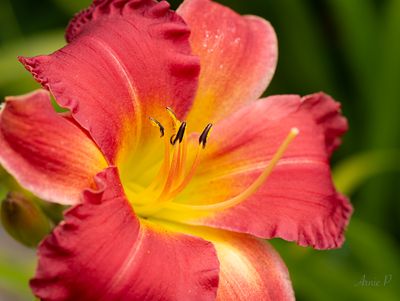 Day Lily
