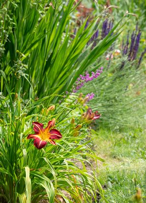 Border garden