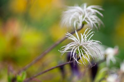 Dew on Clematis