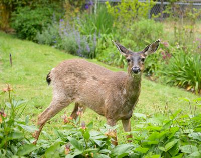 Voracious Garden Pest