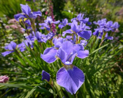 Gina's Garden