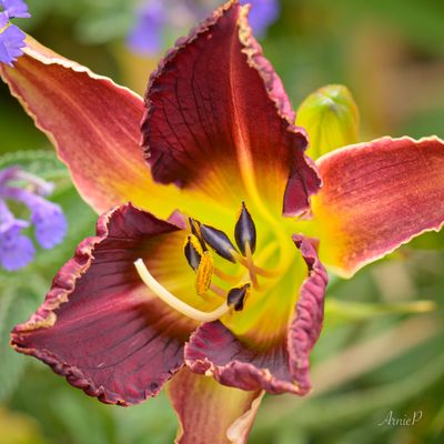 Gina's Garden