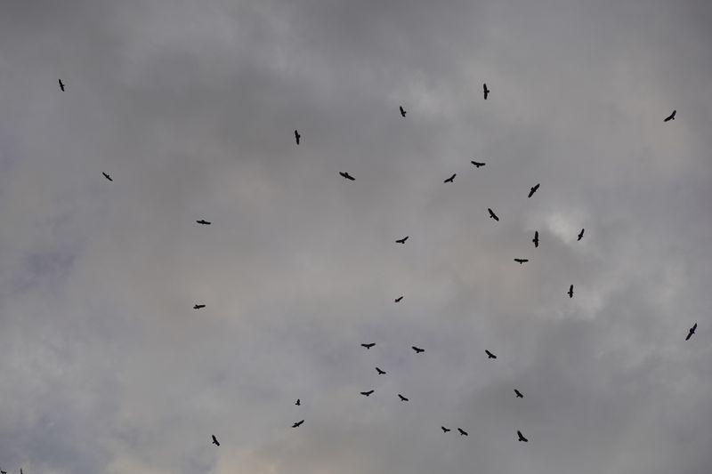 Turkey Vultures