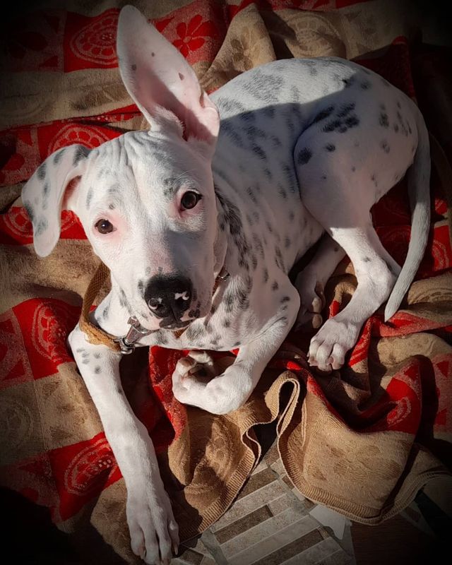 Sky the pitbull