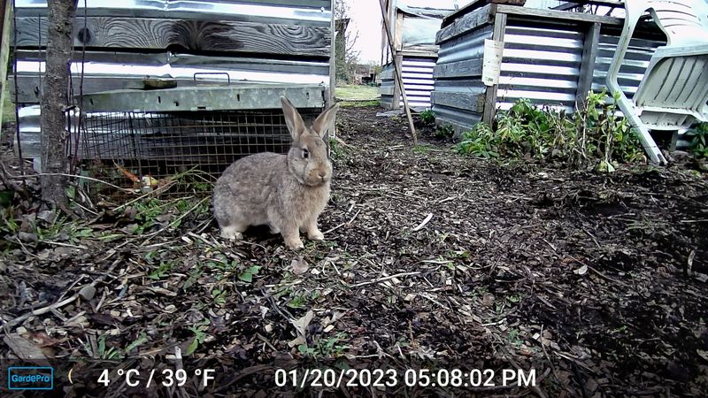 Rabbit Invasion