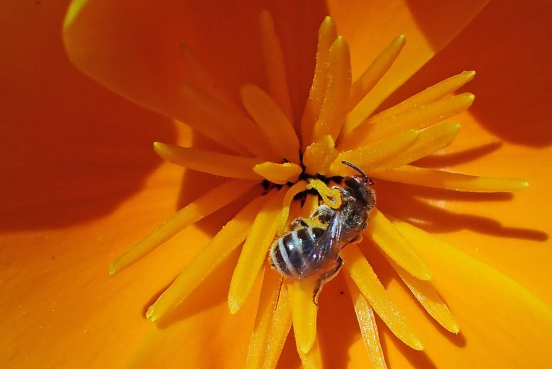 California Poppy  