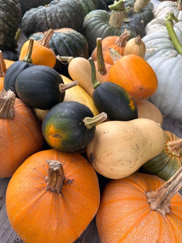 Pumpkin Patch