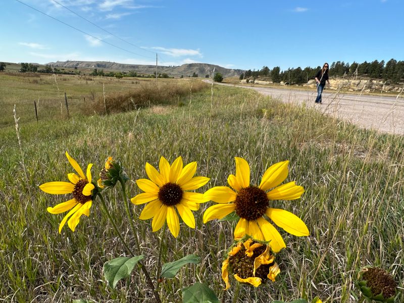 Roadside Sunflowers