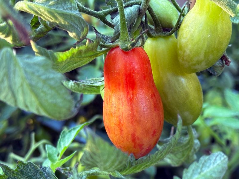 Prairie Fire Tomato