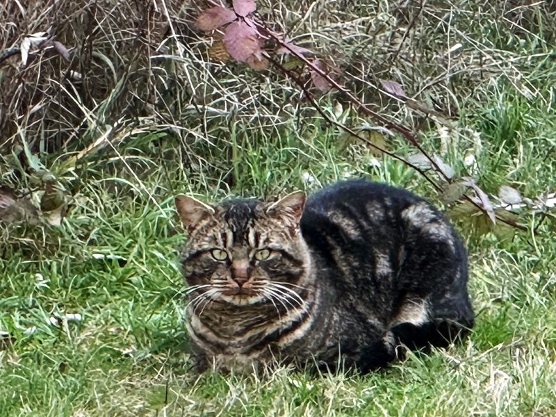 Cat on The Town