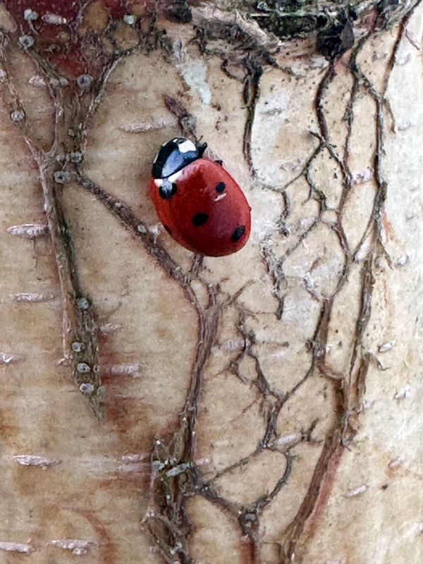 Birch Bark 
