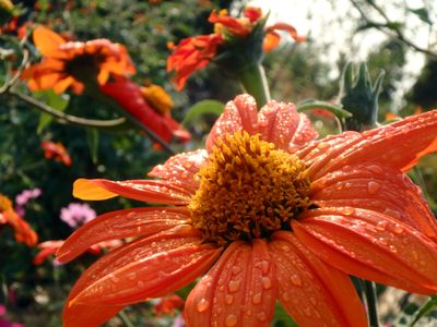 Mexican Torch Sunflower