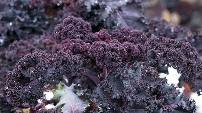 Scarlet Kale