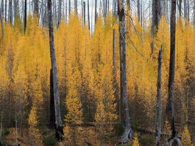 Renewal of The Forest