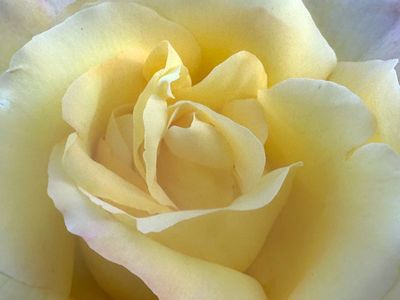 Sue's Rose