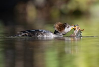 hooded merganser