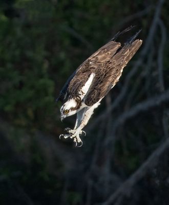 ospreys