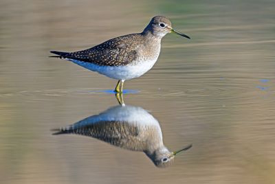 Solitary Sandpiper