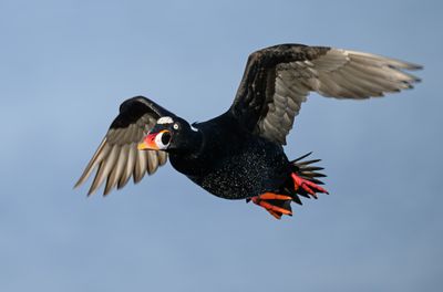 Surf Scoter (Drake)