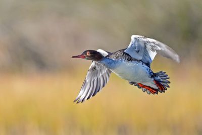 Red Breasted Merganser (drake)