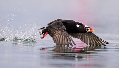 Surf Scoter (drake)