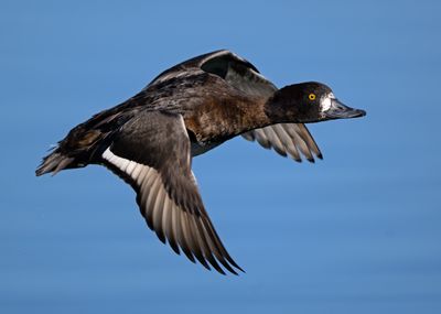 Lesser Scaup (hen)