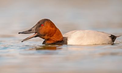 Canvasback (drake)