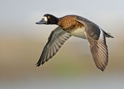 Lesser Scaup