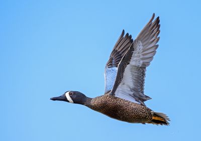 Blue winged teal